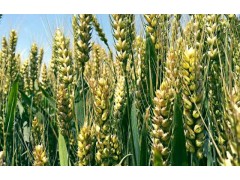 农业农村部： 支持江苏推进农业农村现代化走在前