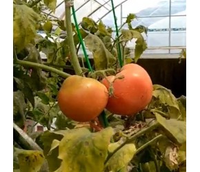 小时候西红柿又软又甜，现在为啥又硬又难吃？农业专家揭开真相