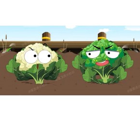 西兰花和花椰菜，你知道吗？