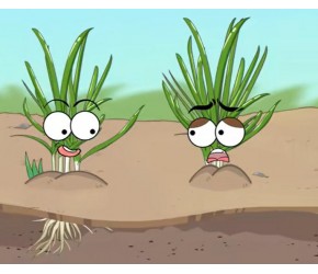 韭菜移栽要剪根