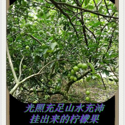 越南东亚品种塔斯提无籽柠檬新鲜无籽青柠图5