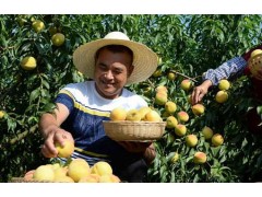 黄桃树种植与管理：从选地到丰收的黄金法则