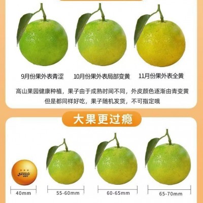 云南新鲜冰糖橙哀牢山橙子甜橙水果孕妇绿皮青皮包邮图4