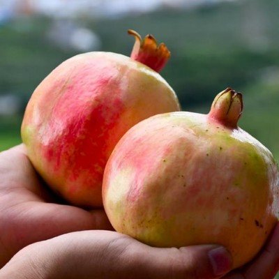 云南蒙自石榴旗舰店当季水果新鲜薄皮硬籽多汁酸甜石榴现摘现发包图4