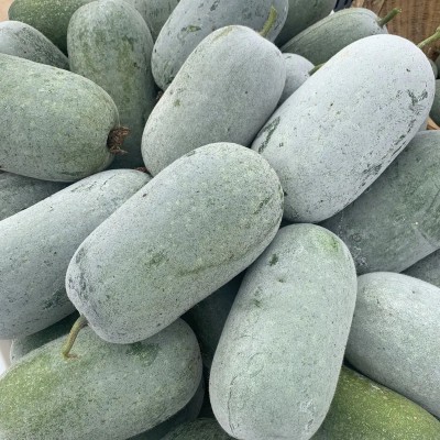 云南小冬瓜新鲜迷你小冬瓜成熟冬瓜批发农家自种新鲜蔬菜现摘现发图2