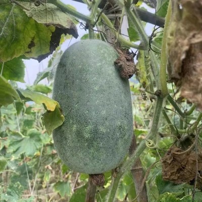云南小冬瓜新鲜迷你小冬瓜成熟冬瓜批发农家自种新鲜蔬菜现摘现发图4