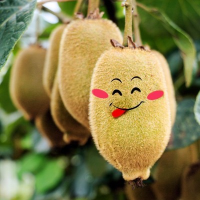 正宗徐香绿心猕猴桃新鲜大果5斤整箱新鲜当季水果包邮酸甜多汁图3