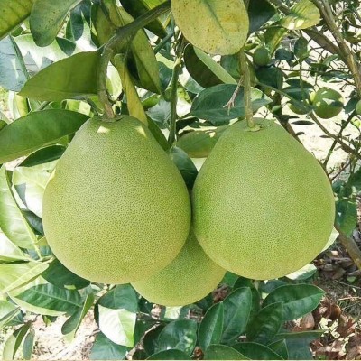 【正宗冰糖柚】安江雪峰冰糖柚湖南新鲜怀化老树柚子安福金兰柚图2