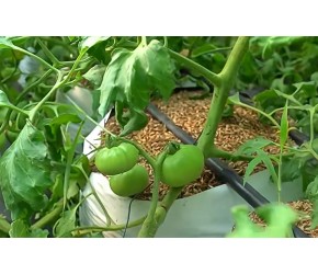 冬季低温季节，种植袋里温度会很低？简易无土栽培是高科技