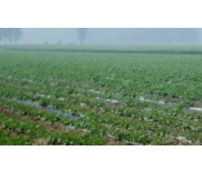 土豆超高产冬季种植管理