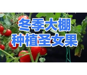 冬季大棚种植圣女果