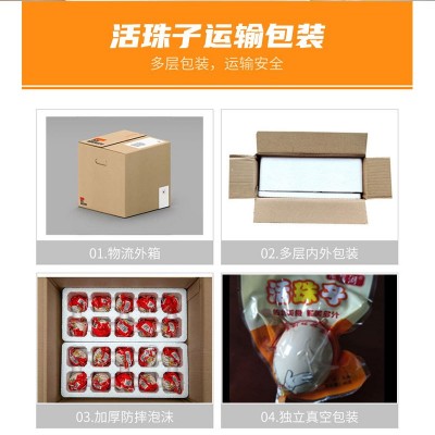 新鲜13天活珠子五香麻辣鸡胚蛋钢化蛋即食真空包装活珠子批发代发图2