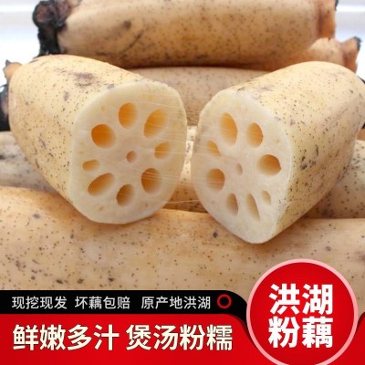 【华贵】洪湖新鲜粉藕 莲藕洪湖粉藕现挖现发图3