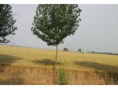 冠县柳林镇：合作社让农业服务“活”起来