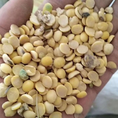 脱皮黄豆掰黑豆掰各种等级规格常年供应黄豆黑豆瓣图3