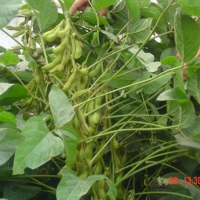 2025年新货上市出口级黄仁黑豆，函馆光8.0-9.0mm，质优价美图4