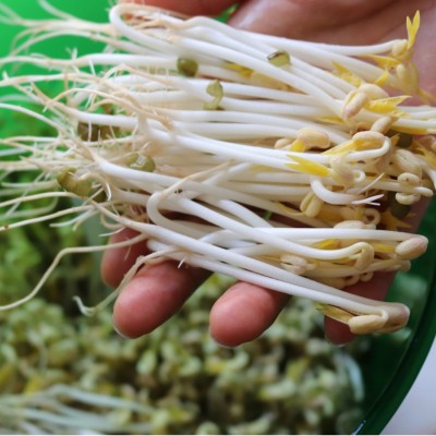 发芽用绿豆出口级标准供应芽豆厂发芽率高好绿2025新货图2