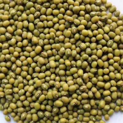 发芽用绿豆出口级标准供应芽豆厂发芽率高好绿2025新货图3