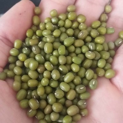 发芽用绿豆出口级标准供应芽豆厂发芽率高好绿2025新货图4