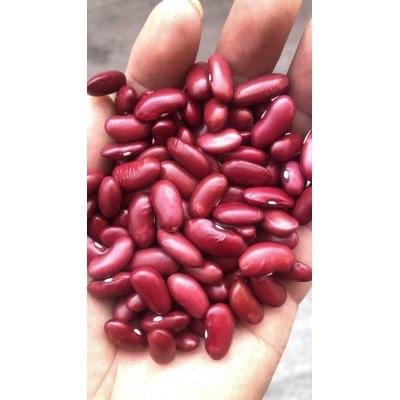 英国红芸豆2022年新货出口级别红芸豆金石芸豆英国红芸豆200粒/10图3