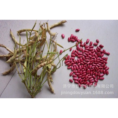 英国红芸豆2022年新货出口级别红芸豆金石芸豆英国红芸豆200粒/10图5