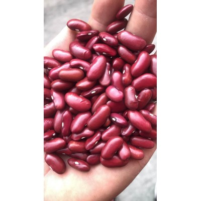 英国红芸豆2022年新货出口级别红芸豆金石芸豆英国红芸豆200粒/10