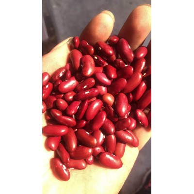 英国红芸豆2022年新货出口级别红芸豆金石芸豆英国红芸豆200粒/10图4