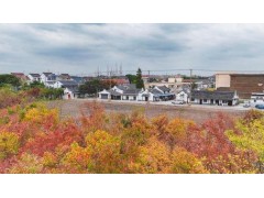 金山这个村“双轮驱动”书写乡村振兴新答卷