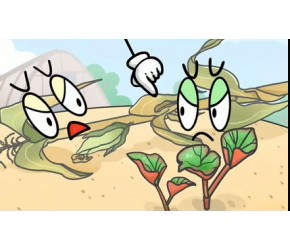 鱼腥草冬季种植小技巧