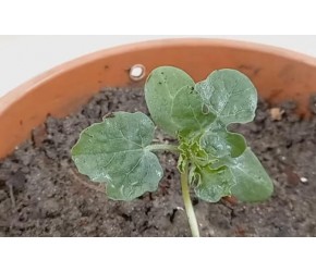 西瓜种植小技巧,你都知道吗