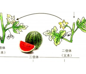 西瓜种植技术！生长发育对环境条件的要求
