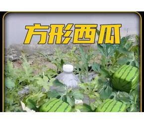 方形西瓜种植技术
