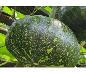 种植南瓜想要又多又大，这个地方碰一下，后期南瓜多到吃不完