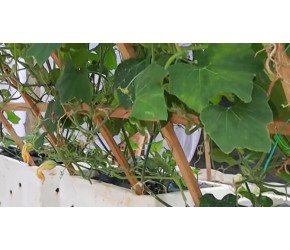 这种贝贝小南瓜在家也能轻松种植，后期吃都吃不完，新手也能成功