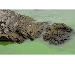 鱼虾养殖塘里的蓝藻该如何提前预防？