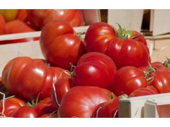 大棚种植西红柿，如何管控病虫害问题？