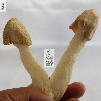 古田新货竹荪球干货500g农家货菌菇火锅食材厂家直供可定制