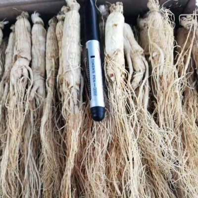生晒参 白参 东北人参 长白山人参 园参 全须 500g 高丽参图5