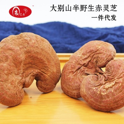 安芝堂大别山椴木赤灵芝自产自销可切片长白山灵芝红灵芝图3