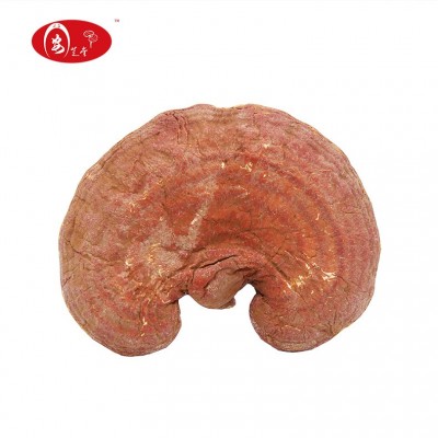 安芝堂大别山椴木赤灵芝自产自销可切片长白山灵芝红灵芝图5