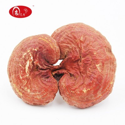 安芝堂大别山椴木赤灵芝自产自销可切片长白山灵芝红灵芝图2