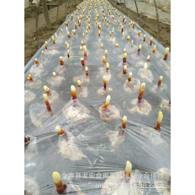 基地批发灵芝孢子粉量大当年新粉大别山金寨椴木灵芝孢子粉图4