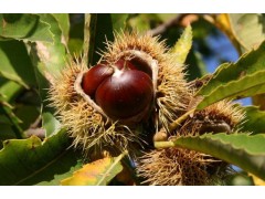 种植板栗冬季要如何施肥，产量才能高？