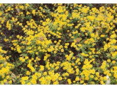 固始县：菊黄橘香绘就丰收图 农业产业铺就振兴路