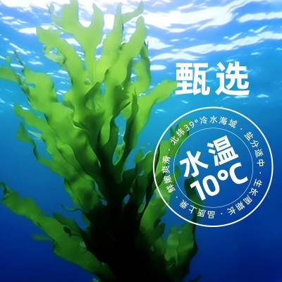 盖世大连特产裙带菜即食海藻沙拉海白菜酸甜500g餐饮寿司食材批发图2