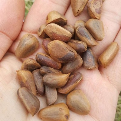 新原味东北伊春野生开口大红松子坚果休闲零食手剥新炒香脆现炒图3