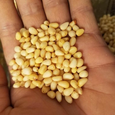 东北大兴安岭野生马尾松仁原味晏松子仁250g坚果未加新特产坚果图4