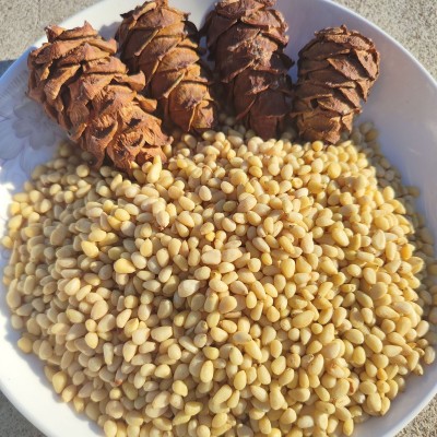 东北大兴安岭野生马尾松仁原味晏松子仁250g坚果未加新特产坚果