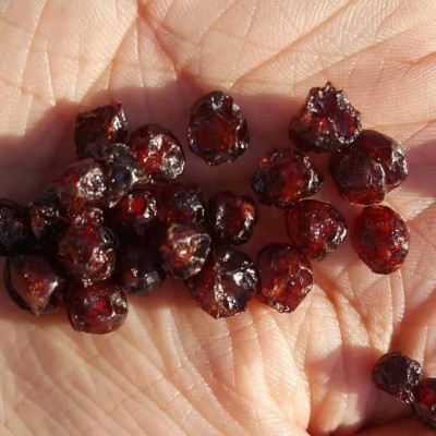 东北大兴安岭野生红豆果干原味散装蔓越莓干优惠图2