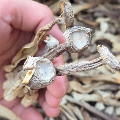 鹿茸菇干货鹿茸菌非特级脆脆菇煲汤食材干锅长白山干菜类干货大全图4